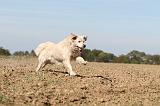 GOLDEN RETRIEVER 135